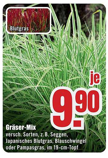 Gräser-Mix - Verschiedene Sorten im 19-cm-Topf