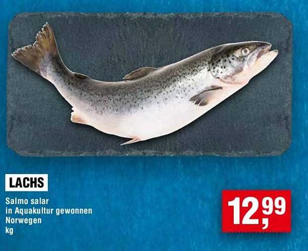 Lachs - Salmo salar in Aquakultur gewonnen aus Norwegen