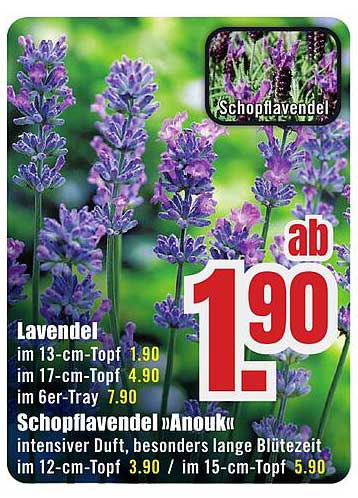 Lavendel im 13-cm-Topf ab 1,90 €