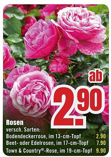 Rosen - Verschiedene Sorten