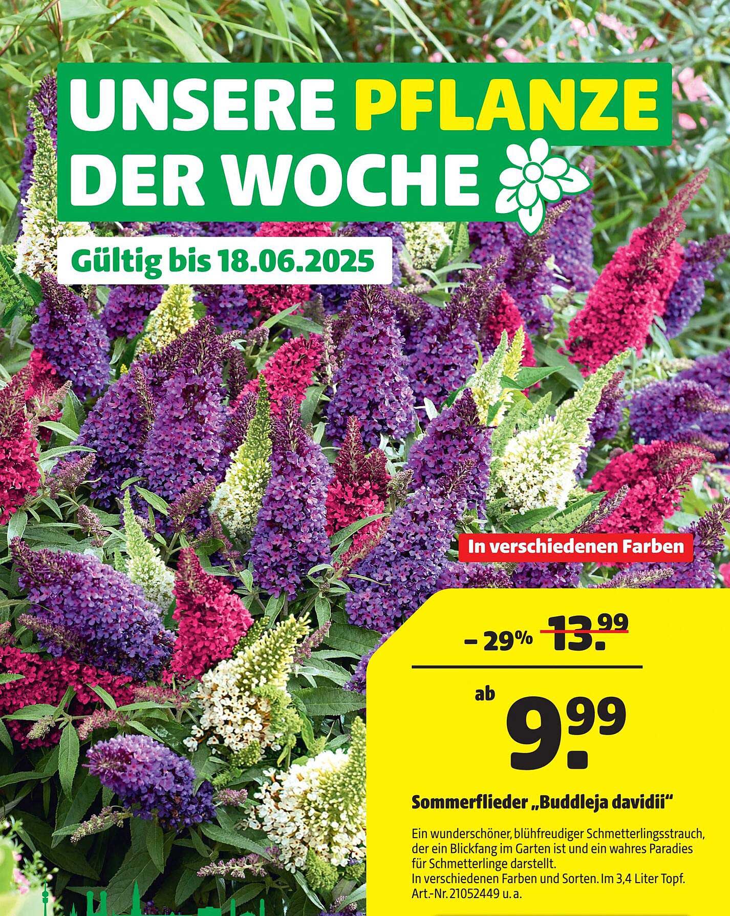 Sommerflieder „Buddleja davidii“