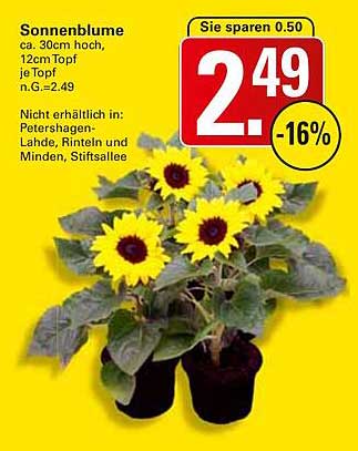 Sonnenblume 30cm hoch - Topf je 2,49€