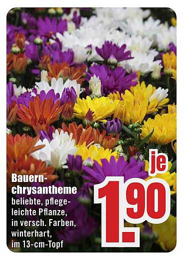 Bauern-Chrysantheme