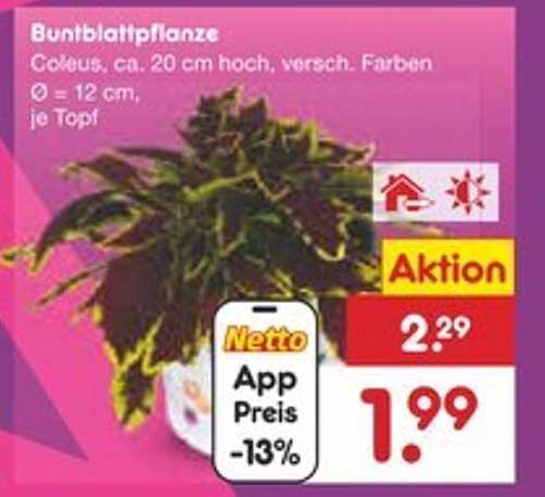 Buntblattpflanze - Coleus, ca. 20 cm hoch, versch. Farben, Ø 12 cm, je Topf