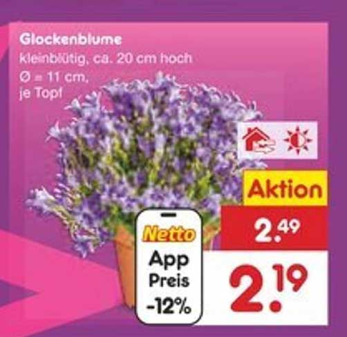 Glockenblume, kleinblütig, ca. 20 cm hoch