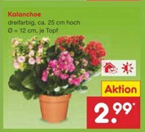 Kalanchoe dreifarbig, ca. 25 cm hoch