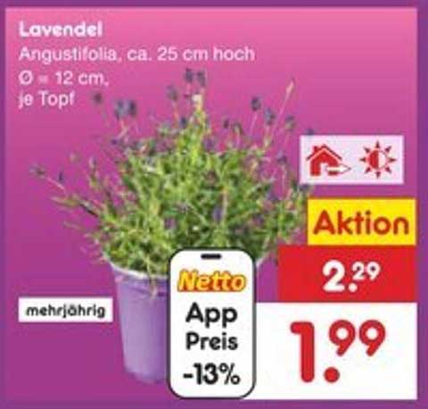 Lavendel Angustifolia, ca. 25 cm hoch, Ø 12 cm, je Topf