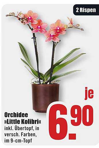 Orchidee »Little Kolibri« inkl. Übertopf, in versch. Farben, im 9-cm-Topf