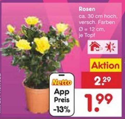 Rosen ca. 30 cm hoch, verschied. Farben