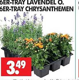 6ER-TRAY LAVENDEL O. 6ER-TRAY CHRYSANTHEMEN