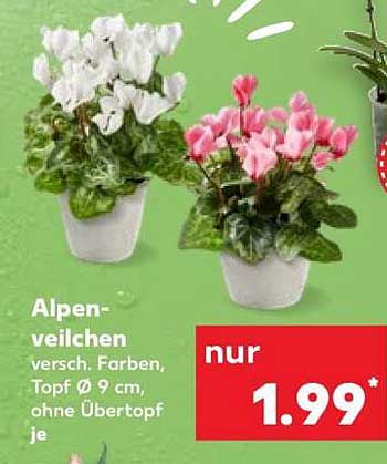 Alpen-veilchen versch. Farben, Topf Ø 9 cm, ohne Übertopf je