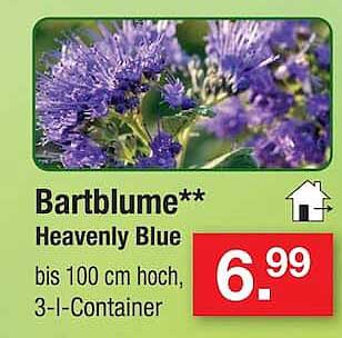 Bartblume** Heavenly Blue bis 100 cm hoch, 3-l-Container
