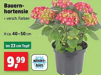 Bauernhortensie