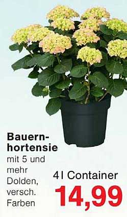 Bauernhortensie mit 5 und mehr Dolden, versch. Farben 4l Container