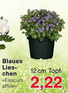 Blaues Lies-chen »Exacum affine« 12 cm Topf
