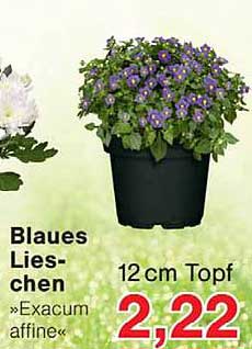 Blaues Lies-chen »Exacum affine« 12 cm Topf