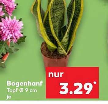 Bogenhanf