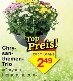 Chrysan- themen- Trio »Chrysanthemum indicum«