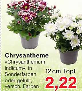 Chrysantheme