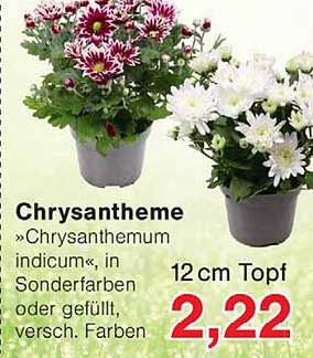 Chrysantheme
