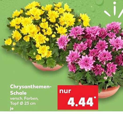Chrysanthemen-Schale