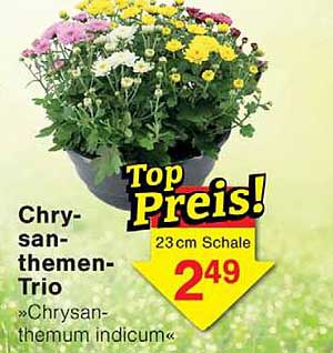 Chrysanthemen-Trio