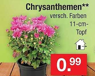 Chrysanthemen** versch. Farben 11-cm-Topf