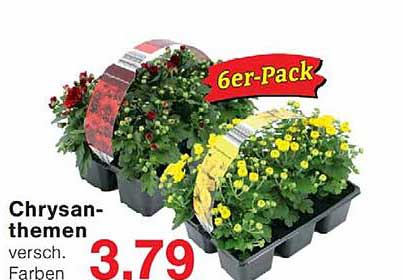 Chrysanthemen versch. Farben 6er-Pack