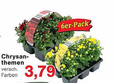 Chrysanthemen versch. Farben