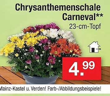 Chrysanthemumschale Carnaval**