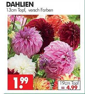 DAHLIEN 13cm Topf, versch. Farben