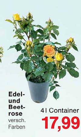 Edel- und Beet-rose versch. Farben