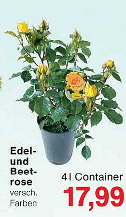 Edel- und Beetrose versch. Farben