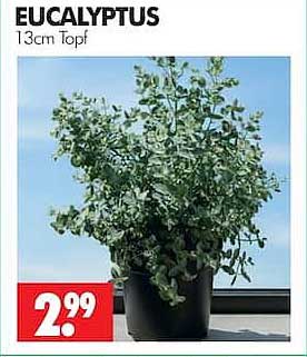 EUCALYPTUS