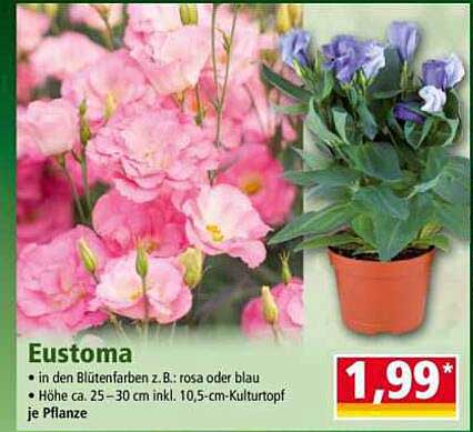 Eustoma