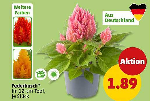 Federbusch* Im 12-cm-Topf, je Stück