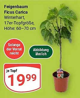 Feigenbaum Ficus Carica Winterhart, 17er-Topfgröße, Höhe: 60–70 cm