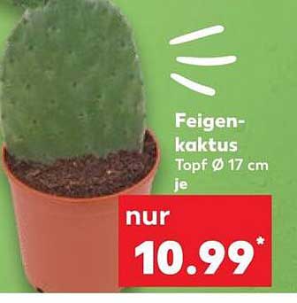 Feigenkaktus Topf Ø 17 cm je