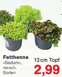 Fetthenne »Sedum«, versch. Sorten