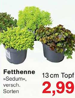Fetthenne »Sedum«, versch. Sorten