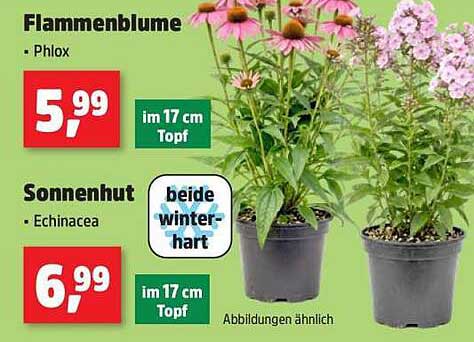 Flammenblume • Phlox