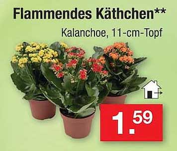 Flammendes Kätchen**