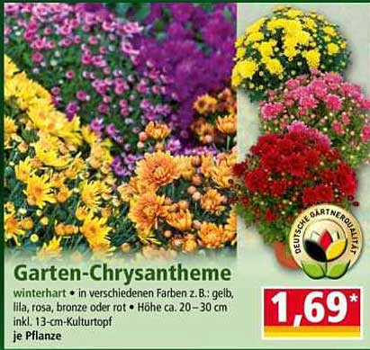 Garten-Chrysantheme