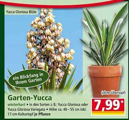 Garten-Yucca