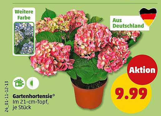 Gartenhortensie* Im 21-cm-Topf, je Stück