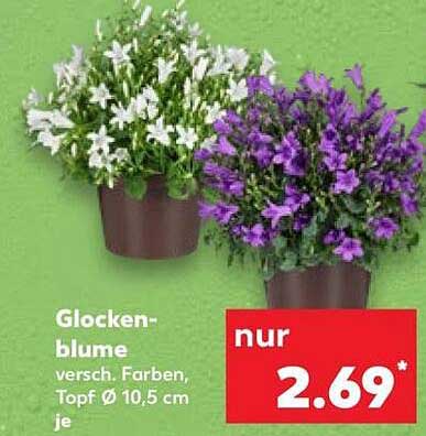 Glocken-blume versch. Farben, Topf Ø 10,5 cm je