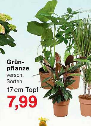 Grün-pflanze versch. Sorten 17 cm Topf