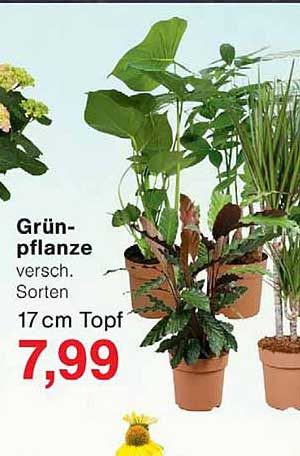 Grünpflanze versch. Sorten 17 cm Topf