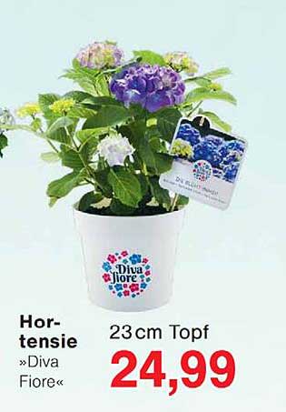 Hortensie »Diva Fiore«
