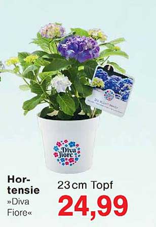 Hortensie »Diva Fiore«